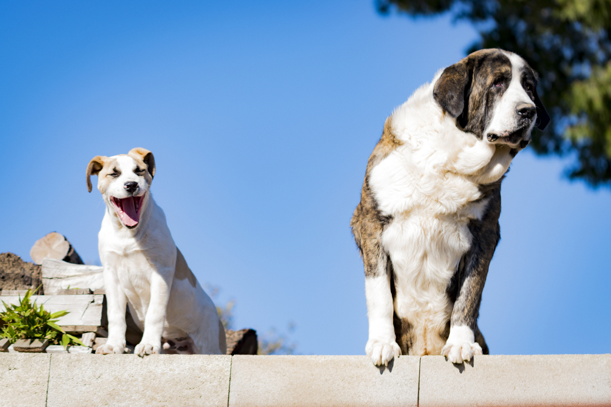 Camper4All FAQ: Wie halte ich den Hund beim Camper auf dem Campingplatz?