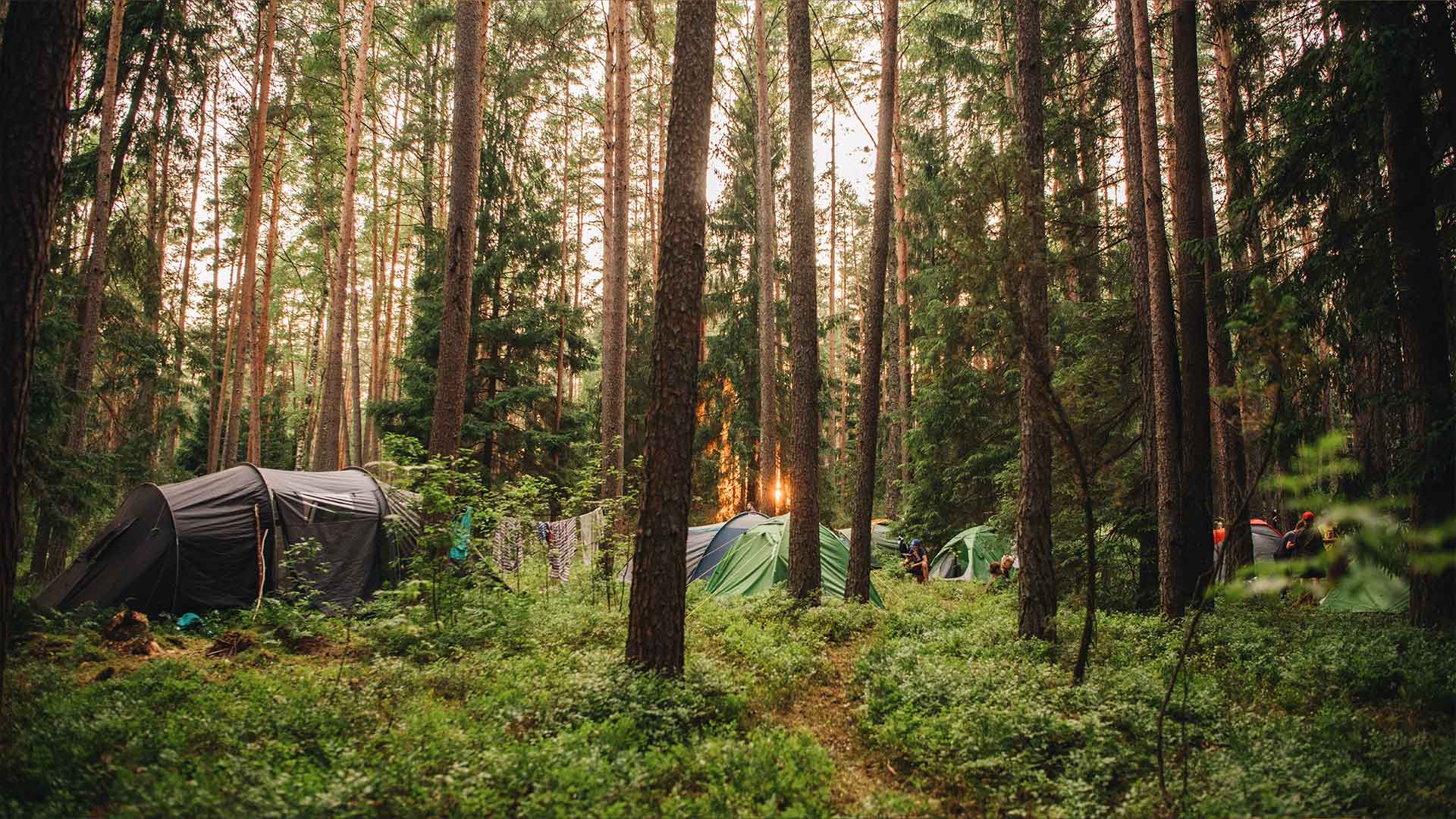 Top 5 Waldstellplätze