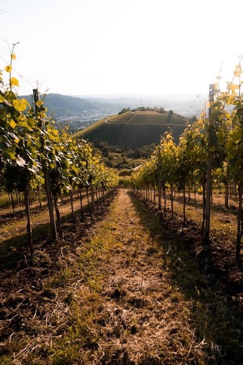 Stuttgarter Weinberge